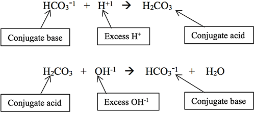 
							
								Two chemical equations. Equation 1: HCO3 -1 (conjugate base) and H +1 (Excess H +) yields H2CO3 (conjugate acid). Equation 2: H2CO3 (conjugate acid) and OH -1 (excess OH -1) yields HCO3 -1 (conjugate base) and H2O. 
							
							
